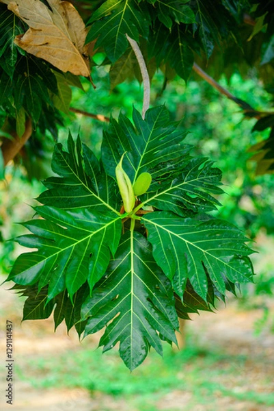 Obraz Bread fruit Breadfruit Bloom on Lush Foliage ,