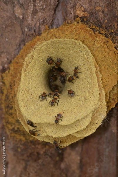 Obraz bees on the tree