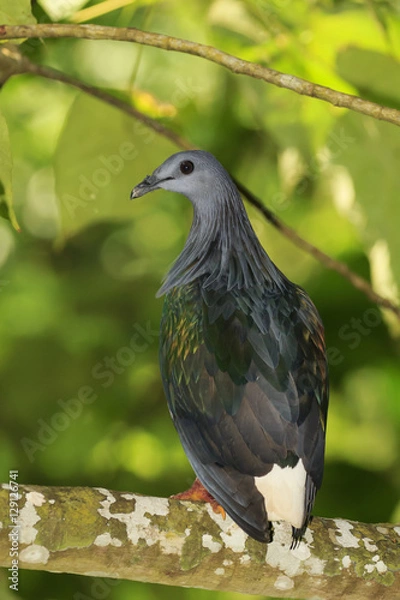 Obraz Nicobar Pigeon