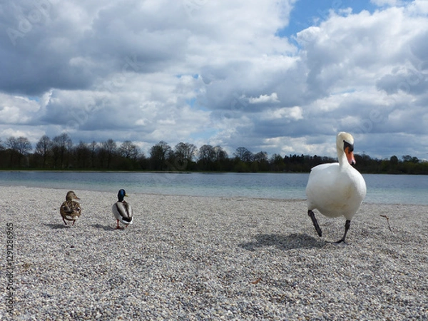 Fototapeta White swan passing two ducks