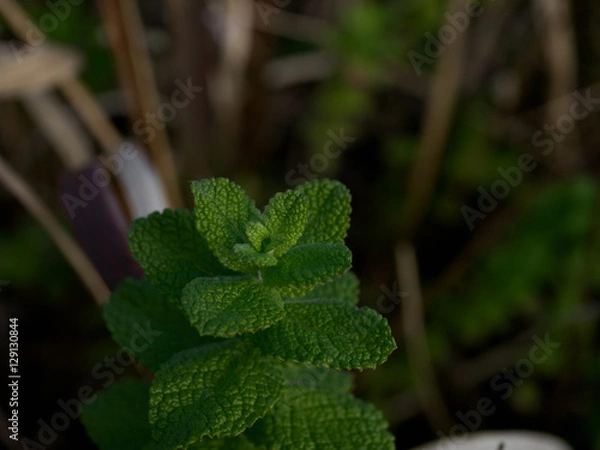 Obraz 葉　緑　グリーン　小さい