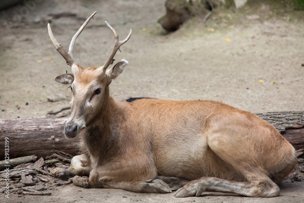 Obraz Pere David's deer (Elaphurus davidianus)