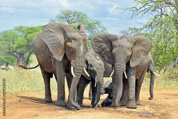 Fototapeta Elefanten