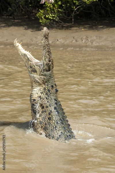 Fototapeta salt water crocodile