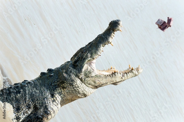 Fototapeta salt water crocodile