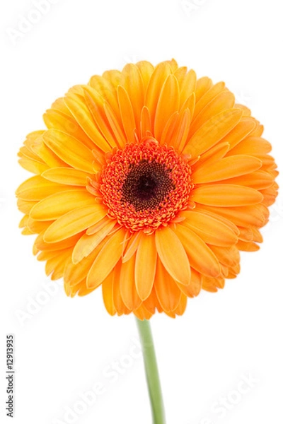 Obraz Orange gerber isolated on white background