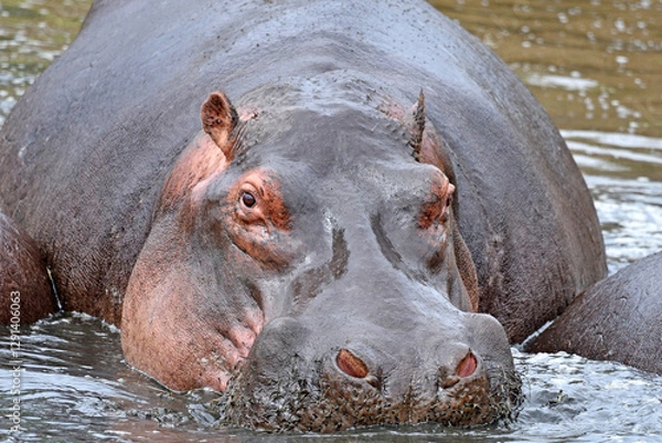 Fototapeta Flusspferd