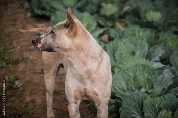 Obraz Thai dog at cabbage farm on highlands of Phetchabun District, Thailand.Photo taken on: 29 November , 2016