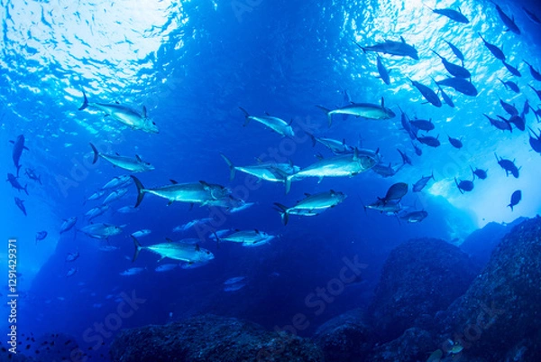 Obraz マグロ穴のイソマグロ　小笠原　東京都