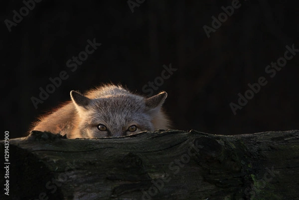 Obraz Fox looks over a tree trunk