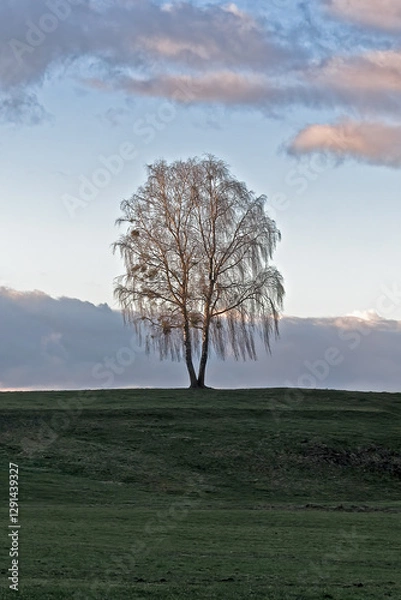 Obraz Single silver birch tree in front of a cloudy sky in autumn with mistletoe