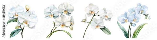 Obraz Watercolor set of white orchids. White wild orchid flowers. Concept of home and tropical flowers. Orchid for home. Watercolor botany.