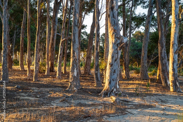Fototapeta Beautiful trees at sunset in autumn. Golden light cascades through the trees - Table Mountain National Park. Cape Town, South Africa