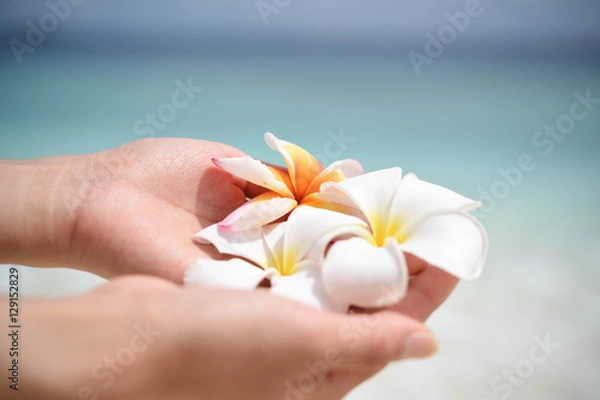 Fototapeta プルメリア 花 南国 イメージ 手