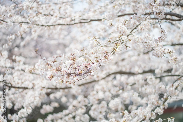Obraz 桜 日本 春
