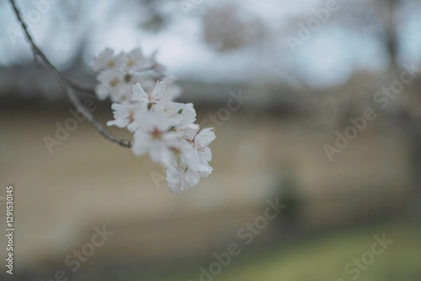 Obraz 桜 日本 春