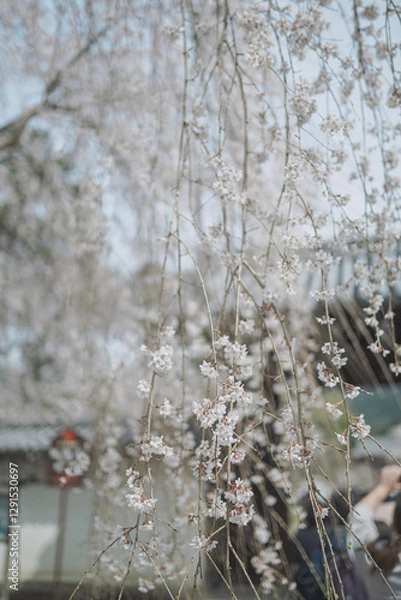 Obraz 桜 日本 京都