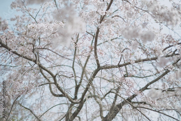 Obraz 桜 日本 京都