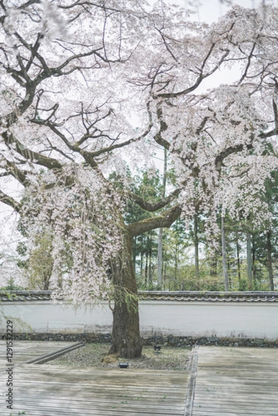 Obraz 桜 日本 京都