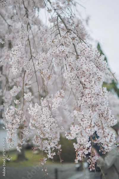 Fototapeta 桜 日本 京都