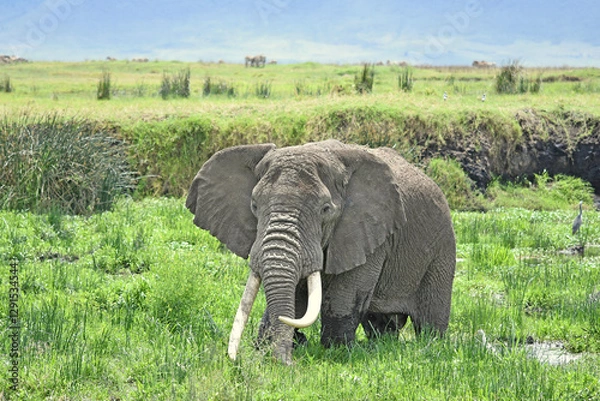 Fototapeta Elefant