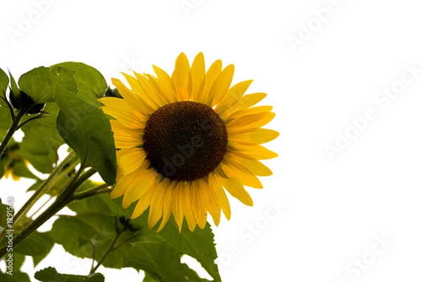 Obraz isolated slanted sunflower
