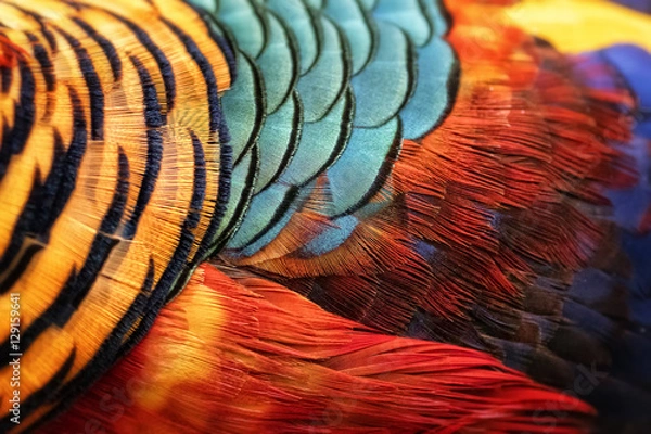 Obraz Beautiful abstract background consisting of golden pheasant