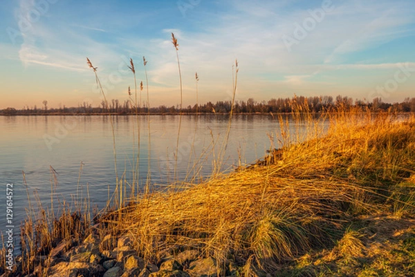 Fototapeta View from the bank of a wide river on a windless winter day. The sun is low in the sky and the orange light shines over the reeds at the water's edge.