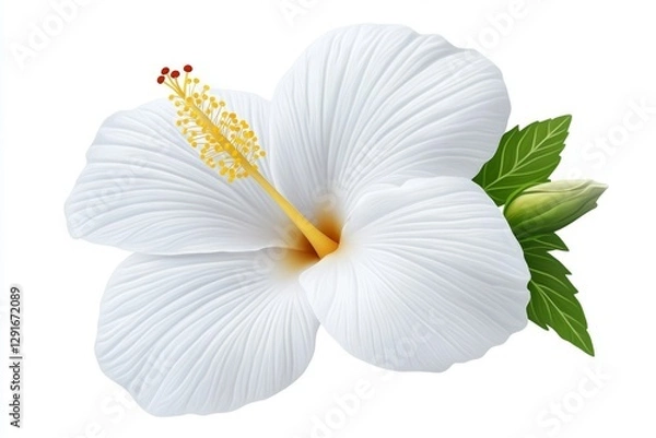 Obraz White flower isolated on white background, top view, flat lay. Flat lay, top view, isolated on white background. White hibiscus with yellow stamens. Floral element for design, photo from the