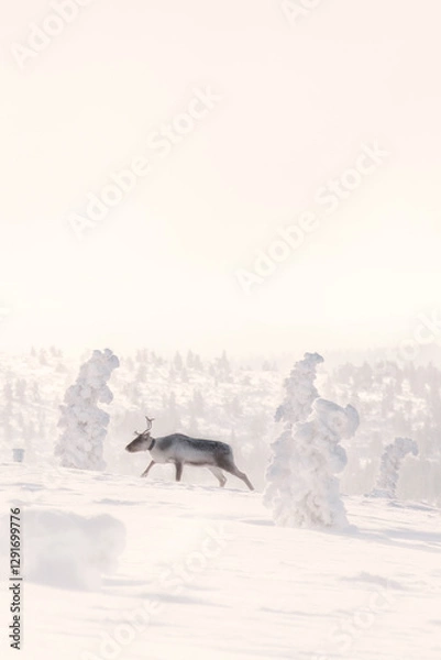 Obraz Reindeer in snowy landscape