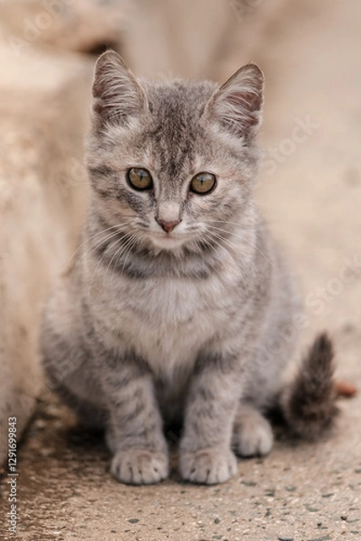 Obraz portrait of a grey kitten (cat)