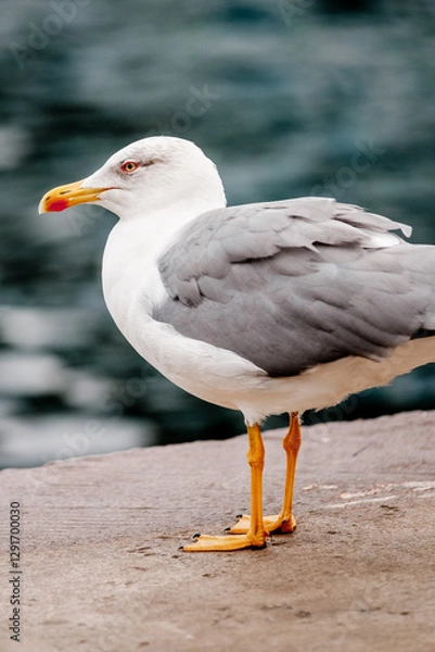 Obraz seagull on a rock