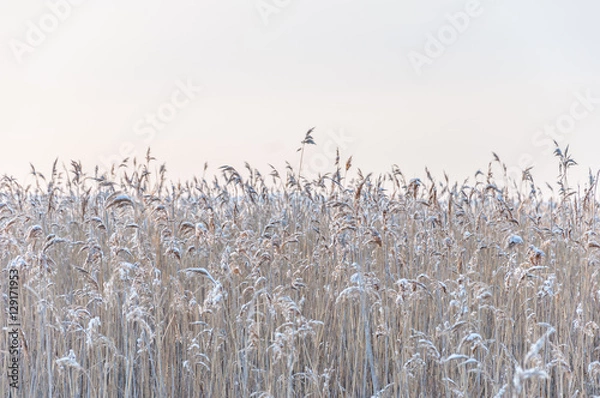 Obraz Snowy Reed on a Cold Winter Day