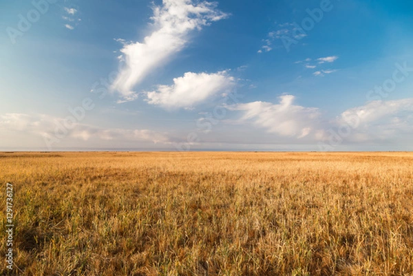 Fototapeta Endless steppes-prairie in frontof of a blue sky and white clouds.