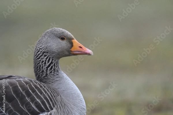 Fototapeta Oie cendrée  - Anser anser - Greylag Goose
