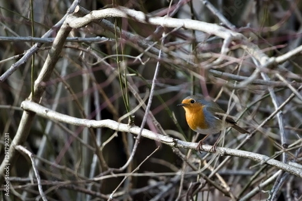 Obraz Erithacus rubecula aka european robin perched in the bush. Tiny bird from Czech republic.
