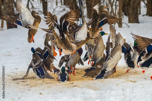 Fototapeta A flock of Mallards taking flight after startled