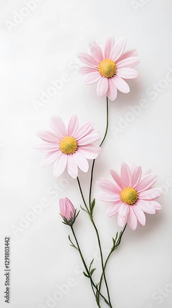 Obraz Pink daisy flowers 