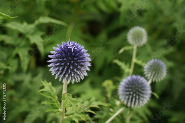Obraz Flower