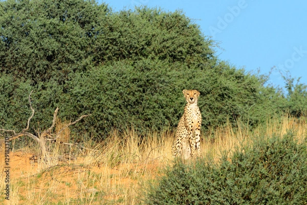Fototapeta Cheetah sitting on top of a dune