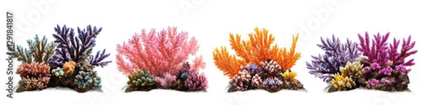 Fototapeta A set of colorful corals