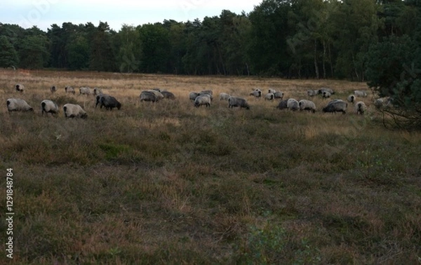 Fototapeta Wildly blooming calluna vulgaris, settled in a uncut, meadow, part from a herd sheeps on pasture in the background trees near Haltern Germany