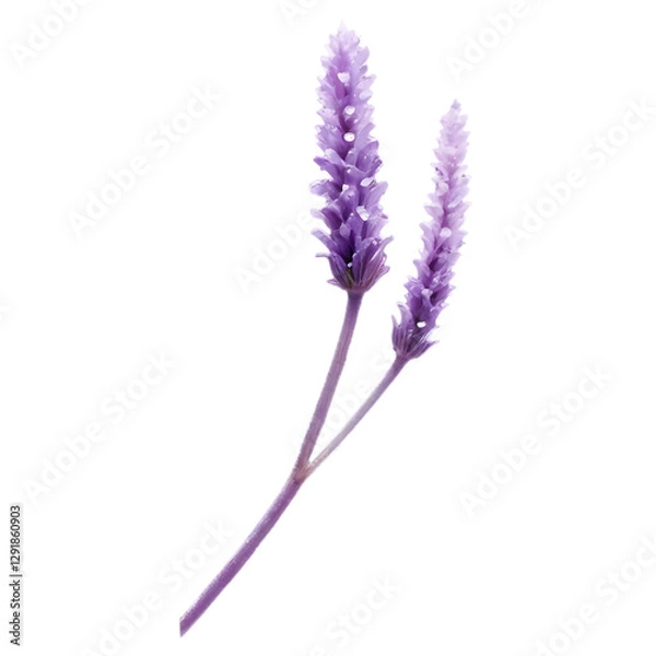 Obraz lavender isolated on white, lavender isolated on white background, A purple lavender blossom isolated on white, capturing summer's floral beauty, bunch of lavender