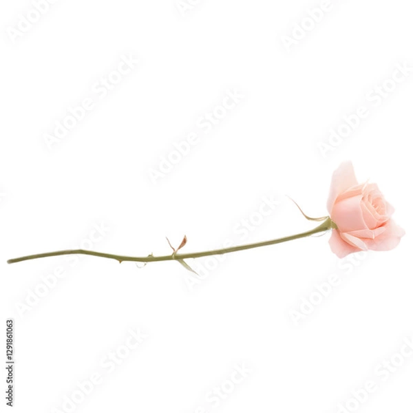 Obraz pink rose on white background, Pink rose isolated on white background with stem and petals in full bloom