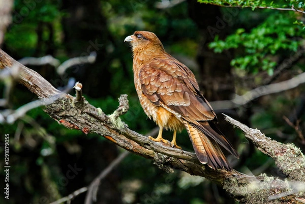 Fototapeta Chimango caracara aka tiuque (Milvago chimango), a bird of prey living in the Tierra del Fuego National Park near Ushuaia in the southernmost point of Argentina, South America