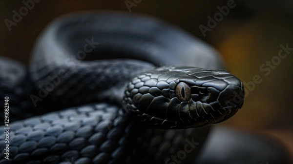 Fototapeta Black Snake