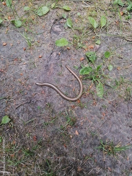 Obraz Anguis fragilis. Squamata.