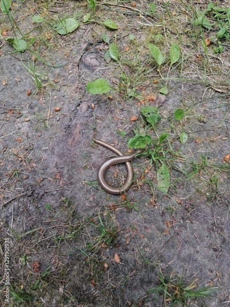 Obraz Anguis fragilis. Squamata.