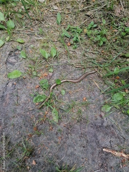 Obraz Anguis fragilis. Squamata.