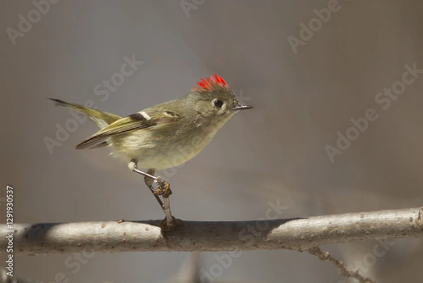 Obraz Ruby-crowned Kinglet